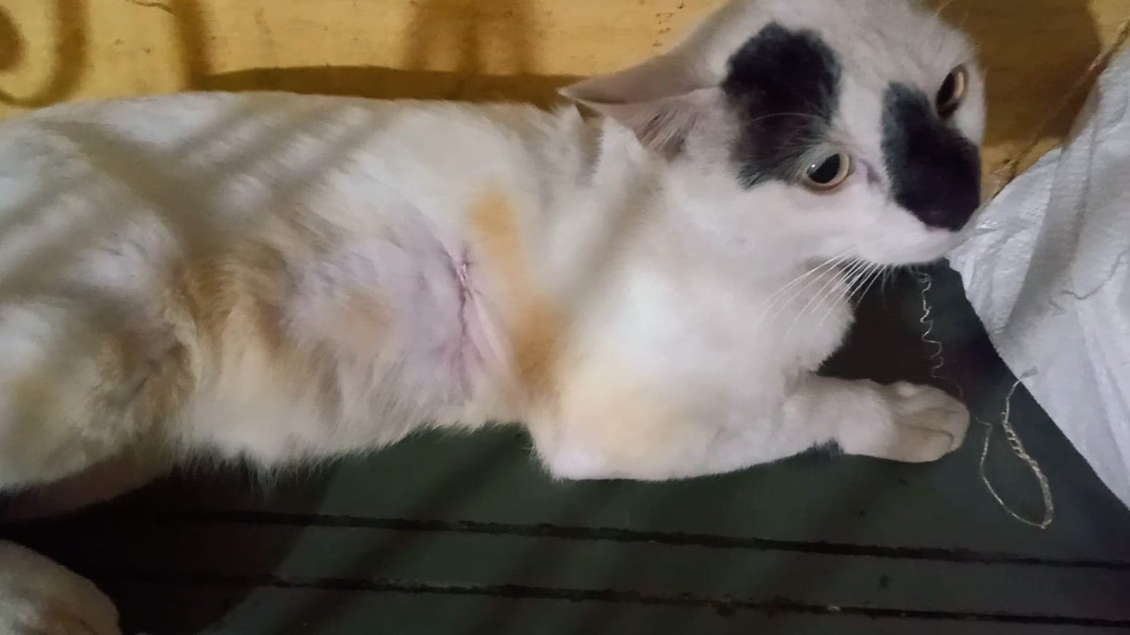 cat