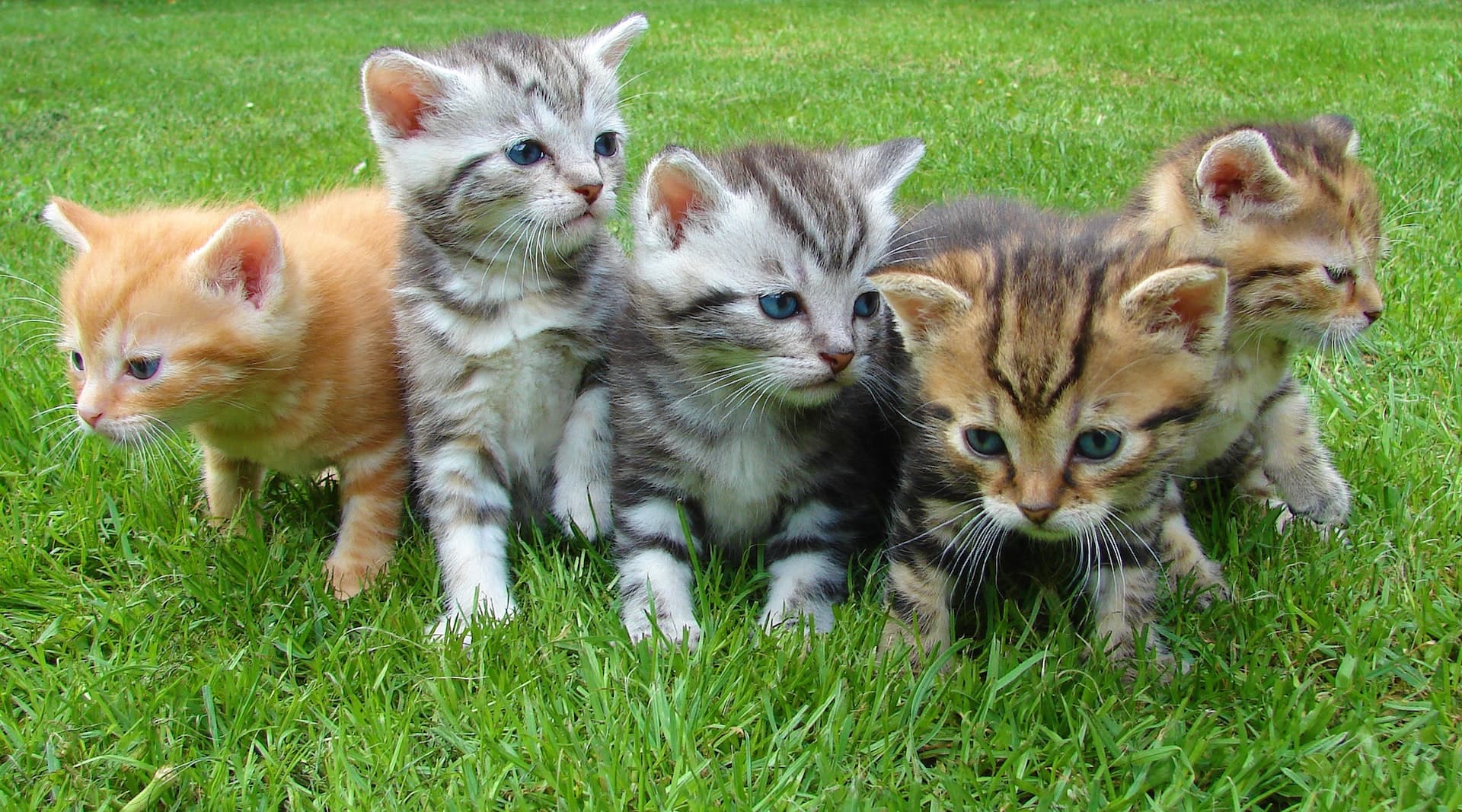 cat-dog-pexels