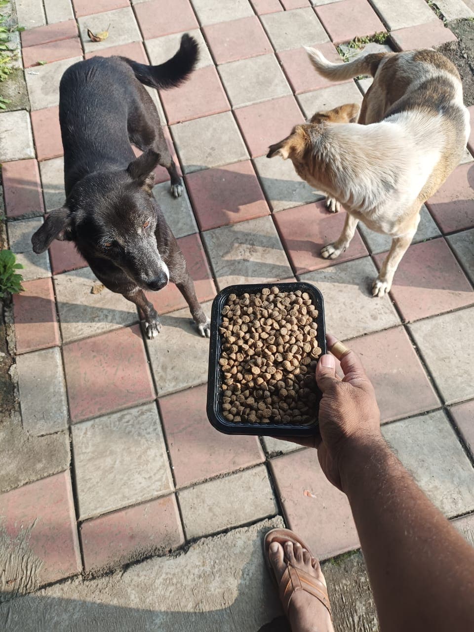 feeding dogs