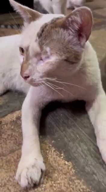 leo